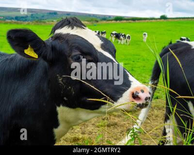 Herde junger Milchkühe, die mit einer Kuh aus nächster Nähe weiden Stockfoto