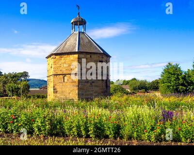 Die alten Taubenschlag im 14. Jahrhundert Augustiner Kloster in Guisborough mit kommerziell angebauten Chrysantheme Pflanzen vor Stockfoto