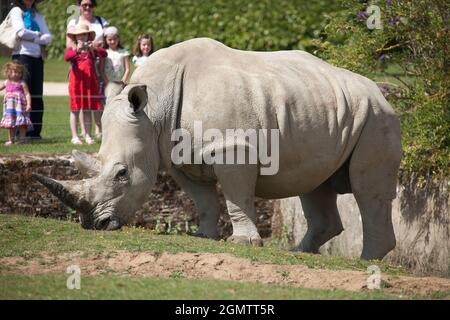 Burford, Oxfordshire, Großbritannien - 2011. Juli; Südliche Weiße Nashörner (Ceratotherium simum) werden in ihrem Heimatland Südafrika ständig von Wilderern bedroht Stockfoto