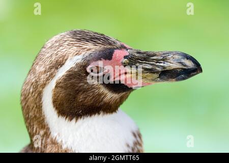 Burford, Oxfordshire, Großbritannien - 2011. Juli; Ein junger Humboldt-Pinguin, der am Pool in einem Cotswolds Wildlife Park sonnenbaden kann. Der Spheniscus humboldti ist ein Stockfoto