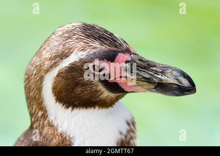 Burford, Oxfordshire, Großbritannien - 2011. Juli; Ein junger Humboldt-Pinguin, der am Pool in einem Cotswolds Wildlife Park sonnenbaden kann. Der Spheniscus humboldti ist ein Stockfoto