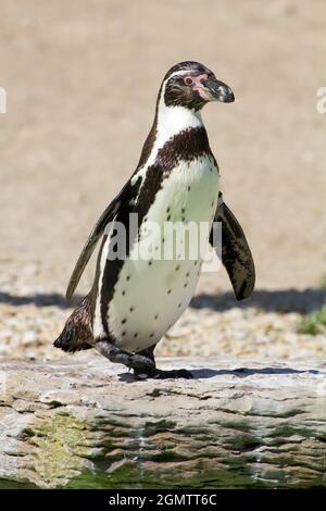 Burford, Oxfordshire, Großbritannien - 2011. Juli; Ein junger Humboldt-Pinguin, der am Pool in einem Cotswolds Wildlife Park sonnenbaden kann. Der Spheniscus humboldti ist ein Stockfoto