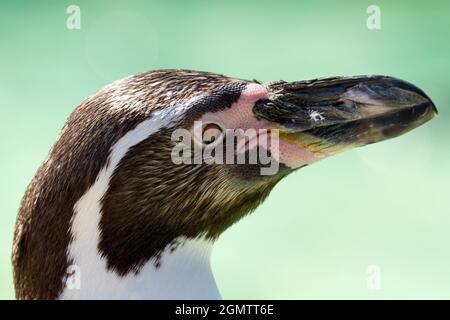 Burford, Oxfordshire, Großbritannien - 2011. Juli; Ein junger Humboldt-Pinguin, der am Pool in einem Cotswolds Wildlife Park sonnenbaden kann. Der Spheniscus humboldti ist ein Stockfoto