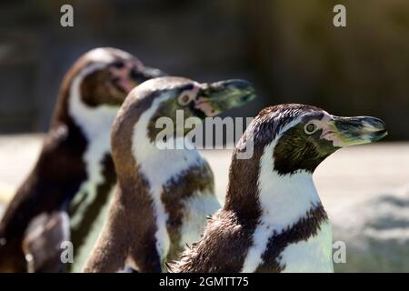 Burford, Oxfordshire, Großbritannien - 2011. Juli; Ein junger Humboldt-Pinguin, der am Pool in einem Cotswolds Wildlife Park sonnenbaden kann. Der Spheniscus humboldti ist ein Stockfoto