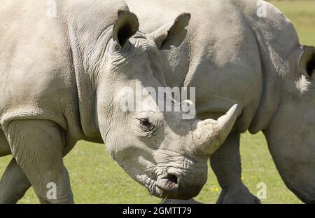 Burford, Oxfordshire, Großbritannien - 2011. Juli; Südliche Weiße Nashörner (Ceratotherium simum) werden in ihrem Heimatland Südafrika ständig von Wilderern bedroht Stockfoto