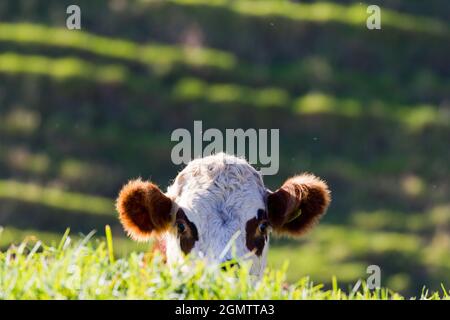 Bream Bay, Neuseeland - 12. Mai 2015 - Dieses neugierige junge Kalb hält vom kauen Gras bis zum Gipfel bei uns auf einem Spaziergang durch die schöne vorbei Stockfoto