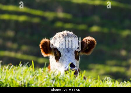 Bream Bay, Neuseeland - 12. Mai 2015 - Dieses neugierige junge Kalb hält vom kauen Gras bis zum Gipfel bei uns auf einem Spaziergang durch die schöne vorbei Stockfoto