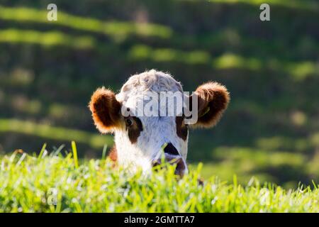 Bream Bay, Neuseeland - 12. Mai 2015 - Dieses neugierige junge Kalb hält vom kauen Gras bis zum Gipfel bei uns auf einem Spaziergang durch die schöne vorbei Stockfoto