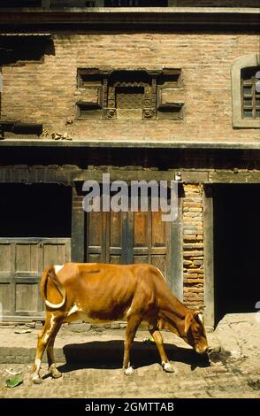 Baktapur, Nepal - Oktober 1984 Eine zeitlose Szene in der mittelalterlichen Stadt Baktapur, im Kathmandu-Tal, die sich seit tausend Jahren kaum verändert hat Stockfoto