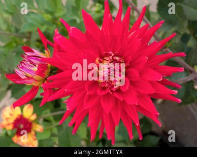 Radley, Oxfordshire, England - 23. Juli 2019; Dahlien hat im Juli und August eine schöne Show in unserem Garten im Radley Village Oxfordshire gezeigt. Dahlia sind Stockfoto