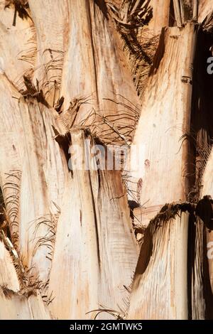 Assuan, Ägypten - 3. Dezember 2010 bei dieser Art handelt es sich um die Atalea Saccharifera, die sogenannte Zuckerpalme. Sie wurde auf der Kitchener Insel am Nil, Ägypten, entdeckt Stockfoto