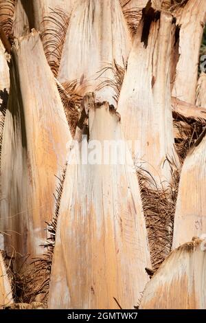 Assuan, Ägypten - 3. Dezember 2010 bei dieser Art handelt es sich um die Atalea Saccharifera, die sogenannte Zuckerpalme. Sie wurde auf der Kitchener Insel am Nil, Ägypten, entdeckt Stockfoto