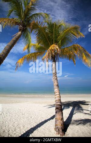 Langkawi, Malaysia - 6. April 2011 Dieses tropische Paradies hat alles - schimmernden weißen Sand, verbogene Palmen und, zumindest am Morgen Stockfoto