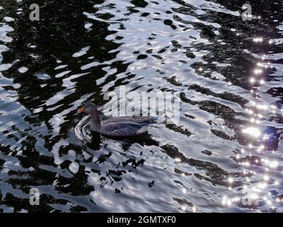 Abingdon, England - 17. August 2019 Saint Helen's Wharf ist ein bekannter Ort an der Themse, direkt oberhalb der mittelalterlichen Brücke von Abingdon Stockfoto