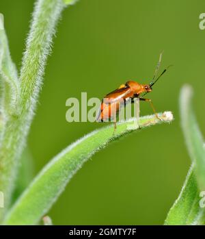 Rotfleckiger Pflanzenfehler - Deraeocoris ruber Stockfoto