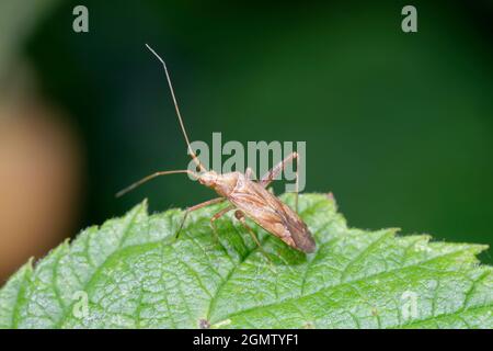 Langbeinige Pflanze Bug - Phytocoris varipes auf dem Blatt Stockfoto