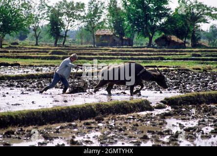 Sarao, Philippinen - Februar 1986; eine solche Subsistenzwirtschaft ist in den entlegeneren und ländlichen Gebieten der Philippinen immer noch verbreitet. Es ist schwer, was Stockfoto