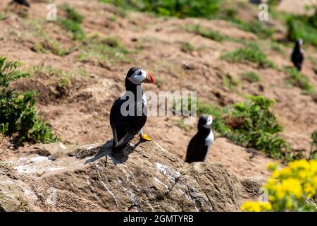 Papageitaucher auf Felsen auf der Insel Skomer vor der Küste von Pembrokeshire Stockfoto