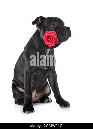 Welpen Staffordshire Bull Terrier vor weißem Hintergrund Stockfoto