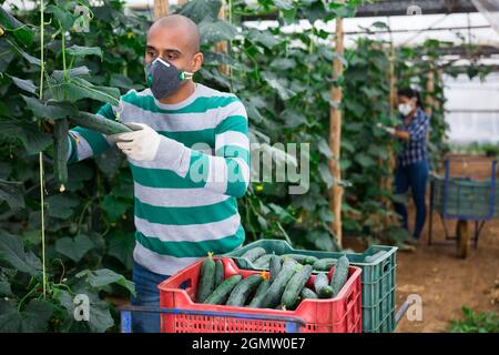 lateinamerikanischer Landwirt in medizinischer Gesichtsmaske, die im Gewächshaus arbeitet und Bio-Gurken erntet. Erzwungene Vorsichtsmaßnahmen während einer Coronavirus-Pandemie Stockfoto