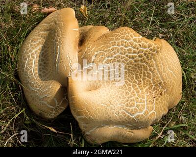 Radley, Oxfordshire, England - 12. August 2020 Sie können abstrakte Schönheit oder interessante Formen fast überall finden, wenn Sie nur hart genug aussehen Stockfoto