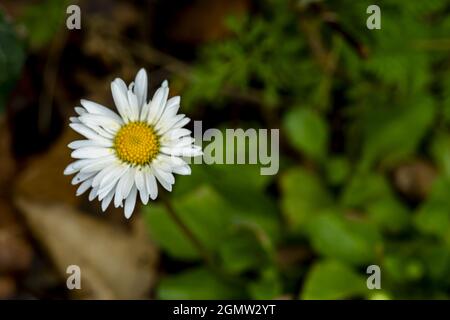 Nahaufnahme der Matricaria, auch bekannt als Mayweed. Die blühenden Pflanzen im Stamm der Kamille. Stockfoto