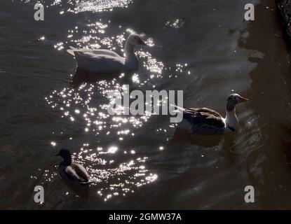 Abingdon, England - 17. August 2019 Saint Helen's Wharf ist ein bekannter Ort an der Themse, direkt oberhalb der mittelalterlichen Brücke von Abingdon Stockfoto