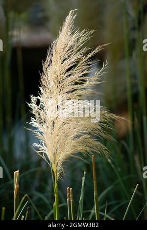 Italien, Lombardei, Pampas Grass, Cortaderia selloana, Eingeborenes in Südamerika Stockfoto