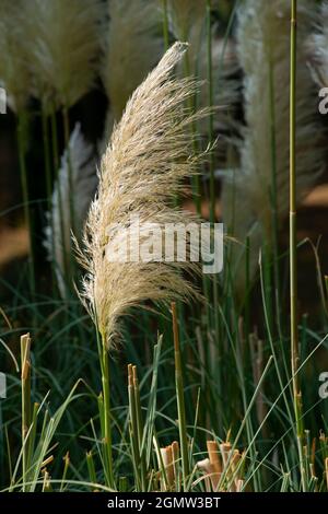 Italien, Lombardei, Pampas Grass, Cortaderia selloana, Eingeborenes in Südamerika Stockfoto