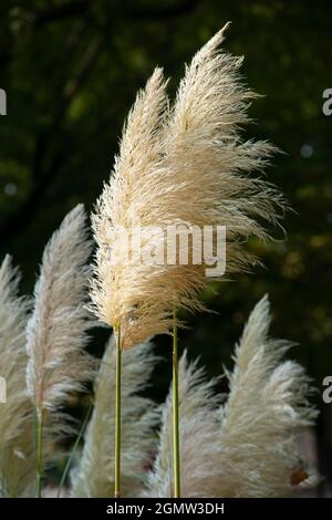 Italien, Lombardei, Pampas Grass, Cortaderia selloana, Eingeborenes in Südamerika Stockfoto