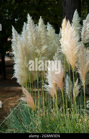 Italien, Lombardei, Pampas Grass, Cortaderia selloana, Eingeborenes in Südamerika Stockfoto