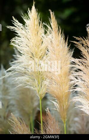 Italien, Lombardei, Pampas Grass, Cortaderia selloana, Eingeborenes in Südamerika Stockfoto