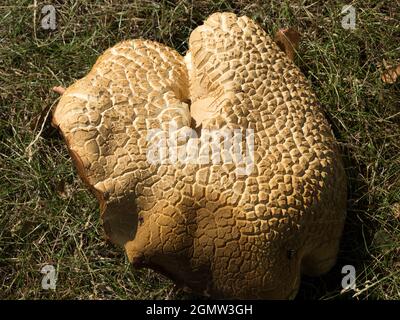 Radley, Oxfordshire, England - 12. August 2020 Sie können abstrakte Schönheit oder interessante Formen fast überall finden, wenn Sie nur hart genug aussehen Stockfoto