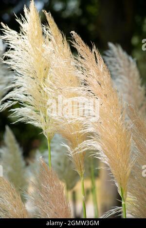 Italien, Lombardei, Pampas Grass, Cortaderia selloana, Eingeborenes in Südamerika Stockfoto