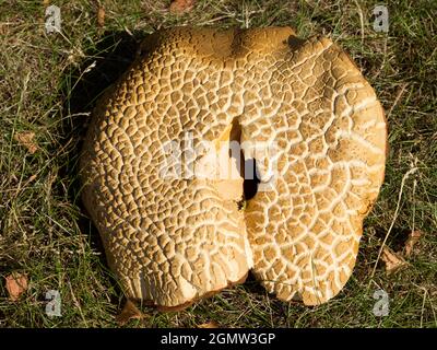 Radley, Oxfordshire, England - 12. August 2020 Sie können abstrakte Schönheit oder interessante Formen fast überall finden, wenn Sie nur hart genug aussehen Stockfoto