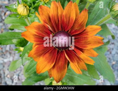 Radley Village, Oxfordshire, England - 8. Juli 2019; Radley, Oxfordshire, England - 8. Juli 2019 Diese feine Rudbeckia Smileyz macht eine schöne Show Stockfoto