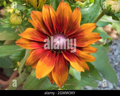 Radley Village, Oxfordshire, England - 8. Juli 2019; Radley, Oxfordshire, England - 8. Juli 2019 Diese feine Rudbeckia Smileyz macht eine schöne Show in Stockfoto