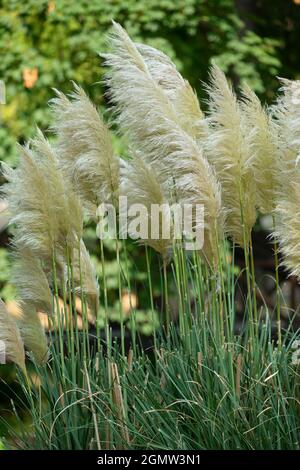 Italien, Lombardei, Pampas Grass, Cortaderia selloana, Eingeborenes in Südamerika Stockfoto