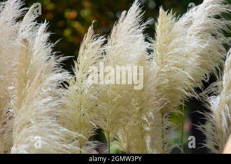 Italien, Lombardei, Pampas Grass, Cortaderia selloana, Eingeborenes in Südamerika Stockfoto