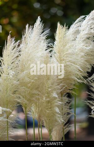 Italien, Lombardei, Pampas Grass, Cortaderia selloana, Eingeborenes in Südamerika Stockfoto