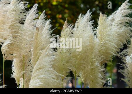 Italien, Lombardei, Pampas Grass, Cortaderia selloana, Eingeborenes in Südamerika Stockfoto