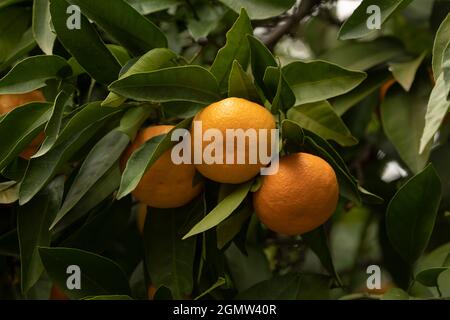 Zitrusbaum, voller Früchte, Mandarinen, noch klein, mit grünen Blättern, Am Ende des Sommers in einem Obstgarten in der Nähe von Madrid Stockfoto