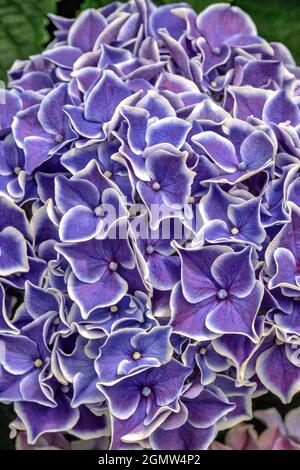 Unten Hortensie Stockfoto