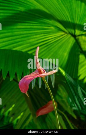 Anthurium und Palmwedel Stockfoto