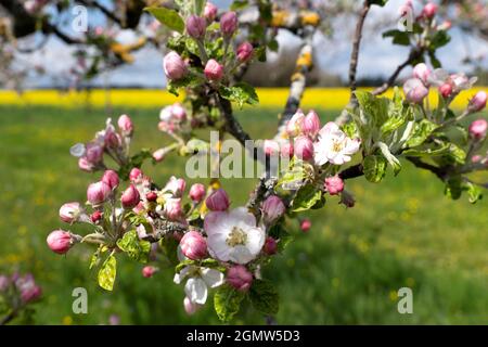 Apfelblüten und Knospen im Frühling auf dem Ast eines alten Apfelbaums Stockfoto