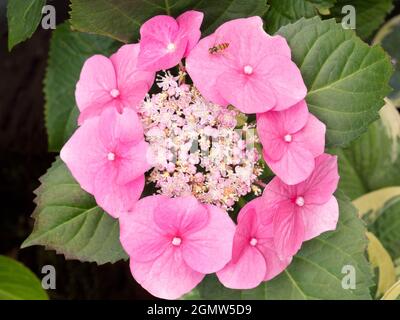 Radley Village, Oxfordshire, England - 13. Juli 2019; Hydrangeas haben im Juli und August eine schöne Show in unserem Garten im Radley Village Oxfordshire gezeigt Stockfoto