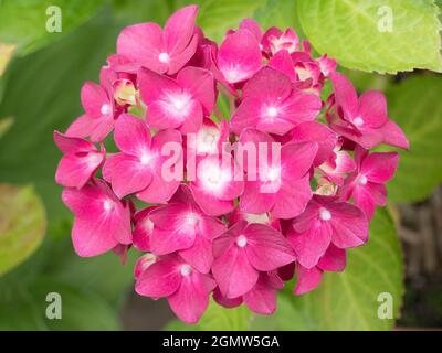 Radley Village, Oxfordshire, England - 13. Juli 2019; Hydrangeas haben im Juli und August eine schöne Show in unserem Garten im Radley Village Oxfordshire gezeigt Stockfoto