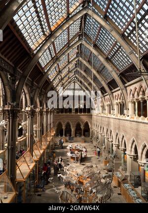 Oxford, England - 2014; das Pitt-Museum ist ein Museum, das die archäologischen und anthropologischen Sammlungen der Universität Oxford zeigt. Stockfoto