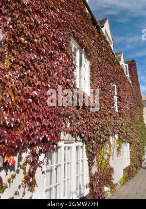 Die spektakulären Farben des Boston Ivy leuchten dieses Haus in der Broad Street, Oxford, jeden Herbst. Broad Street ist eine sehr breite Straße im Zentrum von Oxford, Stockfoto