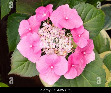 Radley Village, Oxfordshire, England - 13. Juli 2019; Hydrangeas haben im Juli und August eine schöne Show in unserem Garten im Radley Village Oxfordshire gezeigt Stockfoto